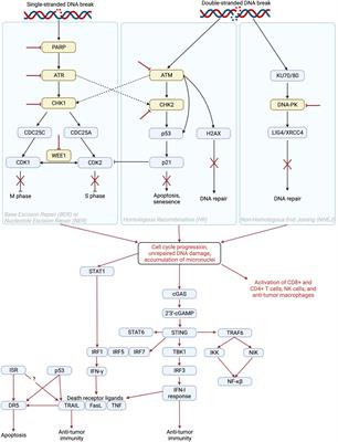 Anti-cancer immune responses to DNA damage response inhibitors: Molecular mechanisms and progress toward clinical translation